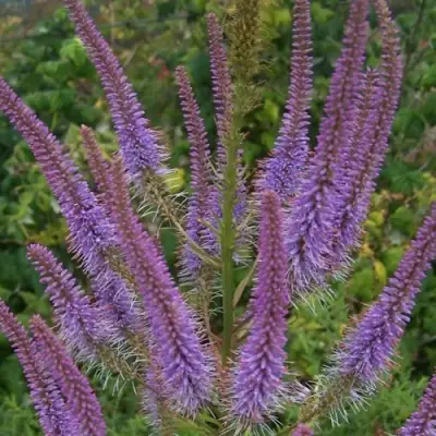 Вероникаструм ФАСЦИНЕЙШН в Гродно