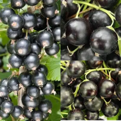 Комплект ЧЕРНАЯ СИЛА в Гродно