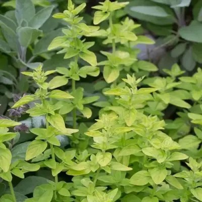 Душица ТАМБЛС ВАРИЕТИ обыкновенная в Гродно