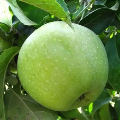 Яблоня СЕМИРЕНКОВЕЦ в Гродно