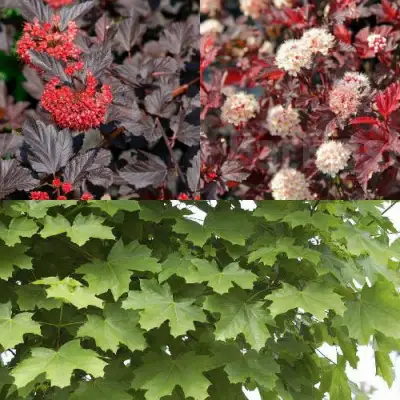 Комплект ОСЕННИЙ КОСТЕР в Гродно