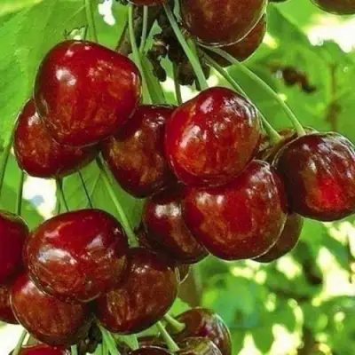 Черешня БУРЛАТ в Гродно