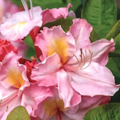 Азалия СЕССИЛЬ листопадная в Гродно