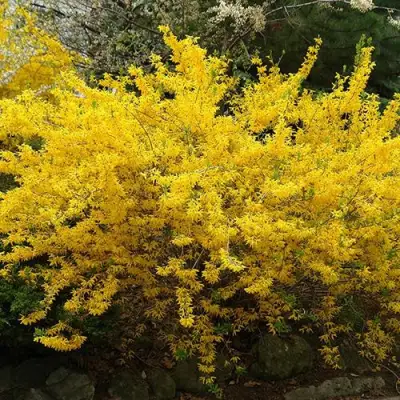 Форзиция ГОЛДЗАУБЕР средняя в Гродно