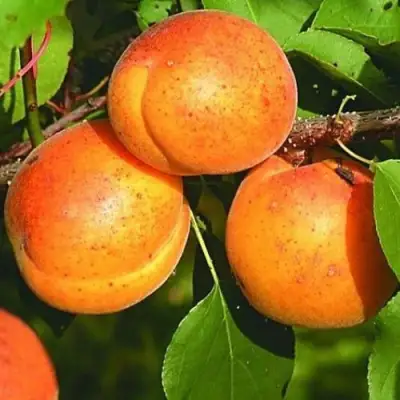 Абрикос СПАДЧЫНА в Гродно