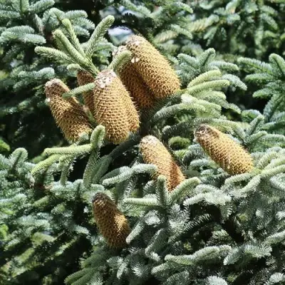 Пихта благородная в Гродно