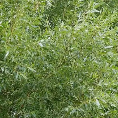 Ива ВИТЕЛЛИНА белая  в Гродно