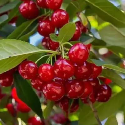 Вишня ГИРЛЯНДА в Гродно