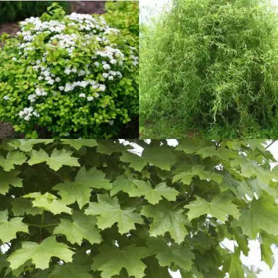 Комплект ЗЕЛЕНЫЙ ОАЗИС в Гродно