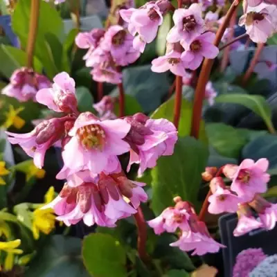 Бадан БЭБИ ДОЛЛ в Гродно