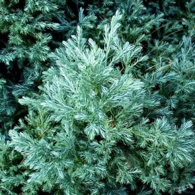 Кипарисовик БУЛЕВАРД горохоплодный в Гродно