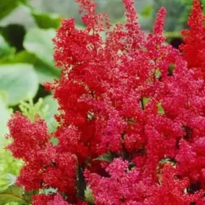 Астильба ЭТНА Арендса в Гродно