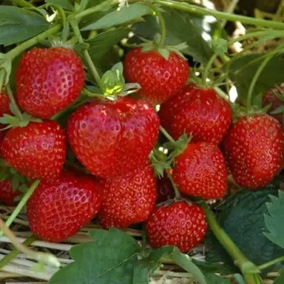 Клубника ЗЕНГА-ЗЕНГАНА в Гродно