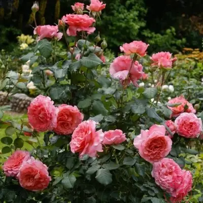 Роза ЛОРАН КАБРОЛЬ шраб в Гродно