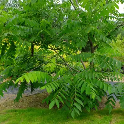 Орех МАНЬЧЖУРСКИЙ в Гродно