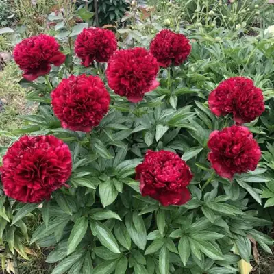 Пион ГАЛАКТИКА травянистый в Гродно