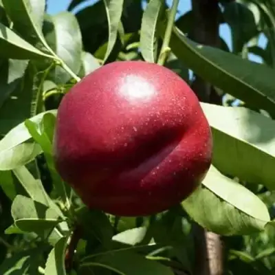 Нектарин БИГ-ТОП в Гродно