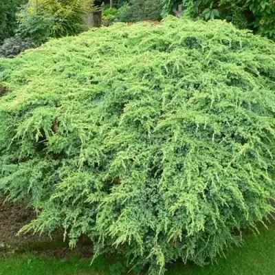 Можжевельник ХОЛГЕР чешуйчатый в Гродно