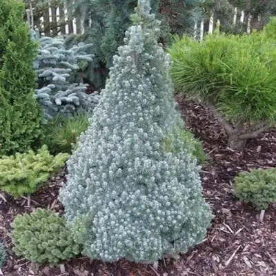 Ель САНДЕРС БЛЮ канадская в Гродно