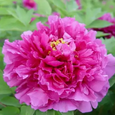 Пион ЛИЛОВАЯ ФАНТАЗИЯ древовидный в Гродно