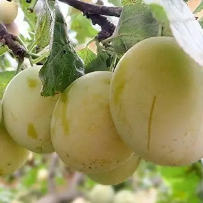 Слива УТРО в Гродно