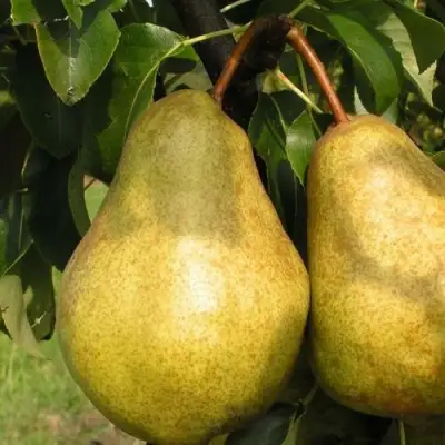 Груша СИЛЬВА в Гродно