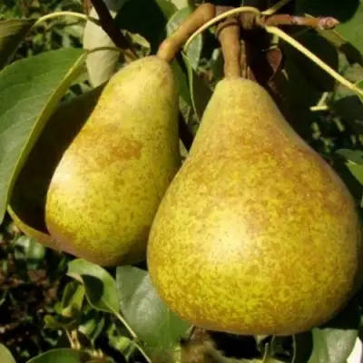 Груша ГЕНЕРАЛ ЛЕКЛЕРК в Гродно