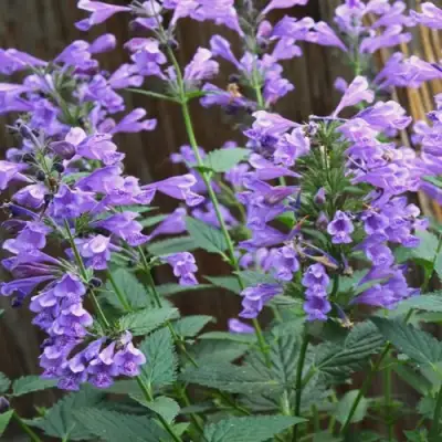 Котовник БЛЮ ДРИМС полусидячий в Гродно