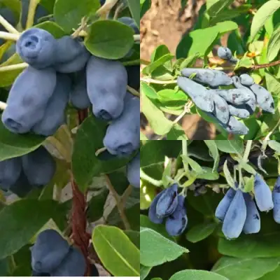 Комплект СЕВЕРНЫЕ ВИТАМИНЫ в Гродно