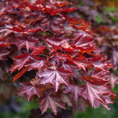 Клен КРИМСОН КИНГ остролистный в Гродно