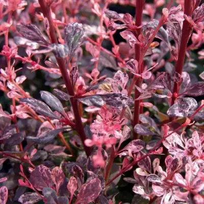 Барбарис АРЛЕКИН тунберга в Гродно