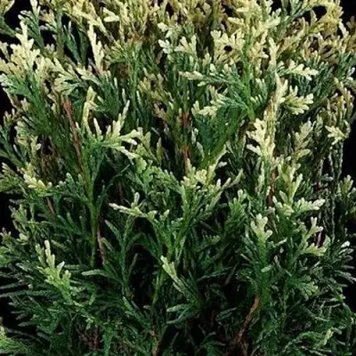 Туя ГОЛД ПЕРЛ западная в Гродно