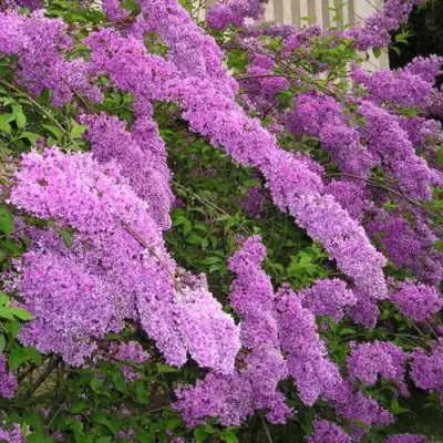 Сирень КИТАЙСКАЯ в Гродно