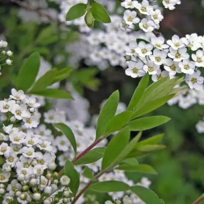 Спирея АРГУТА в Гродно