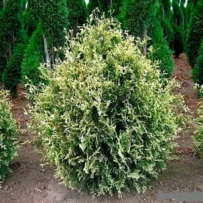 Туя ГОЛД ПЕРЛ западная в Гродно