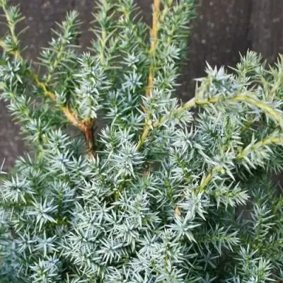 Можжевельник БЛЮ АЛЬПС китайский  в Гродно