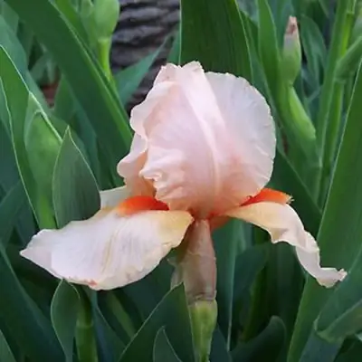 Ирис ПАТИ ДРЕСС бородатый в Гродно