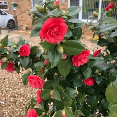 Камелия ЛЕДИ КЭМПБЕЛЛ в Гродно