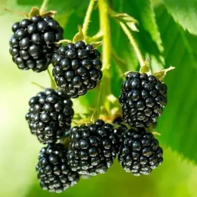 Ежевика КИТАНИНИ бесшипная  в Гродно