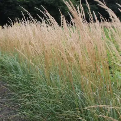 Вейник КАРЛ ФОРСТЕР остроцветковый в Гродно