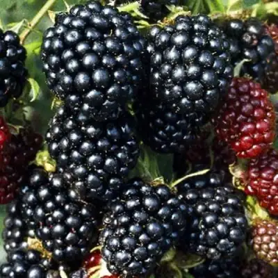 Ежевика ЭВЕРГРИН бесшипная  в Гродно