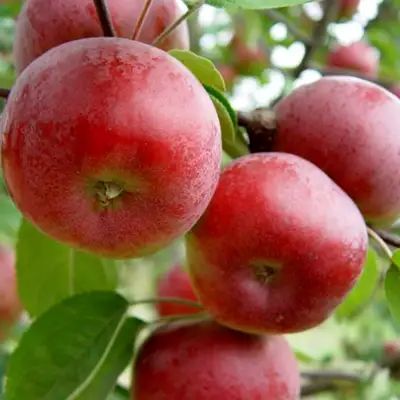 Яблоня ПОСПЕХ в Гродно