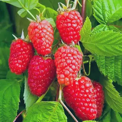 Малина МАРАСТАР в Гродно