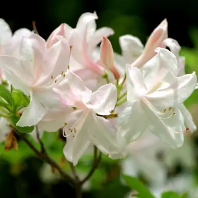 Азалия УАЙТ ЛАЙТС листопадная в Гродно