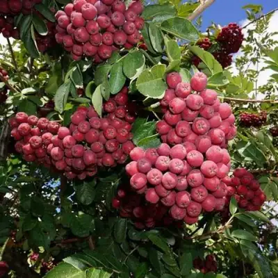 Рябина ТИТАН сладкоплодная  в Гродно