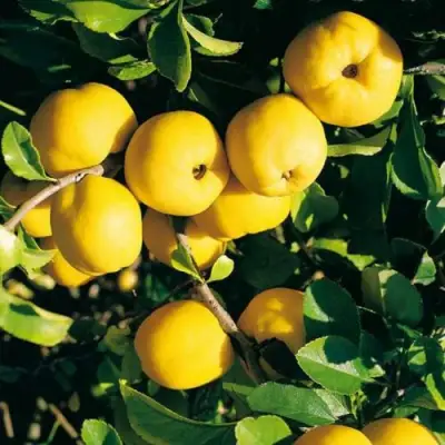 Айва ЦЕЗАРЬ в Гродно