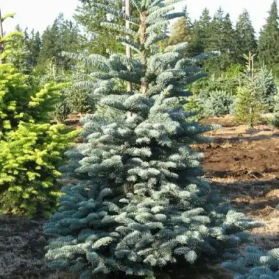 Пихта благородная в Гродно