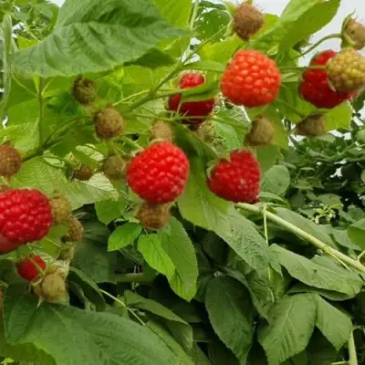 Малина КВЕЛЛИ в Гродно