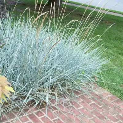 Элимус БЛЮ ДЮН песчаный в Гродно