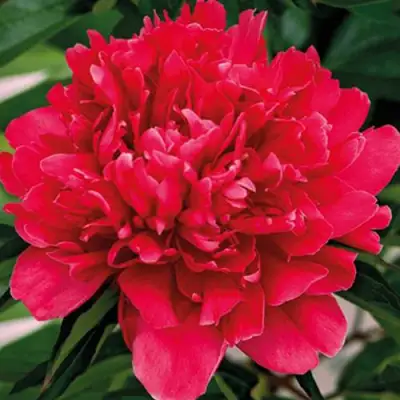 Пион ГЕНЕРАЛ МАК-МАГОН травянистый в Гродно